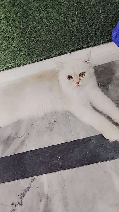 Persian cat pair for sale with extra toys and accerieos 03244413707