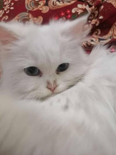 persian white cat whtapp no 03317144432
