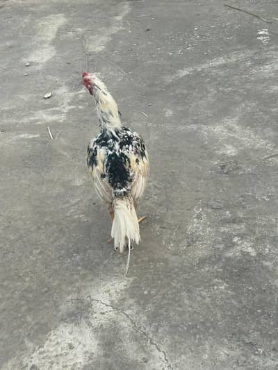 assel murga for sale