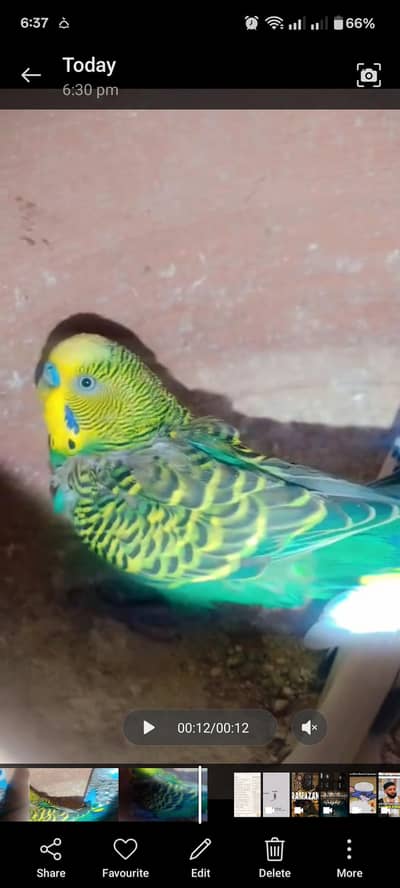 Australian Budgie Parrot Breeder Pair