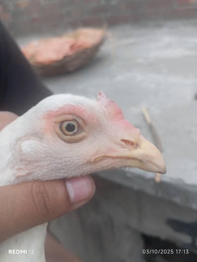 white hira female vaccination completed