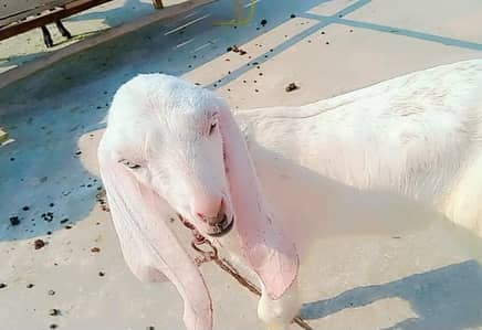 Rajanpuri  2no male  white eyes price 36500 2no ki offer waly dore rhy