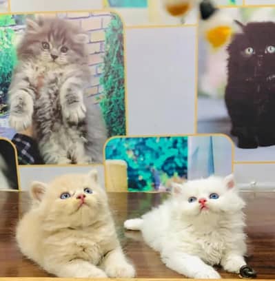 Persian cat for sale age 2 month 03*-46/00/62//798 WhatsApp