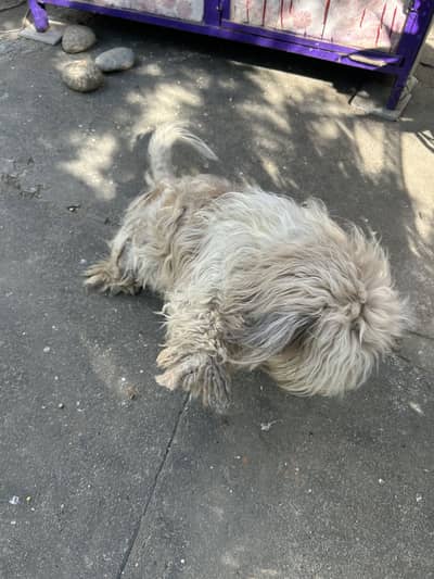 Poodle Shitzu female for sale