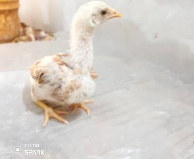 aseel chicks he was very cute