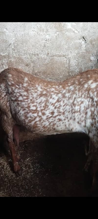 Pure makhi china bakri 03102644321