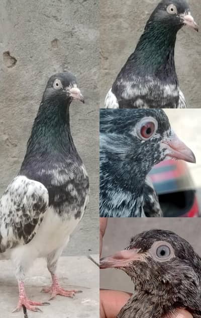 tadi baby and big ner