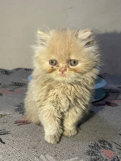 pure persain  cat