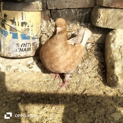 Danish for sale in Islamabad