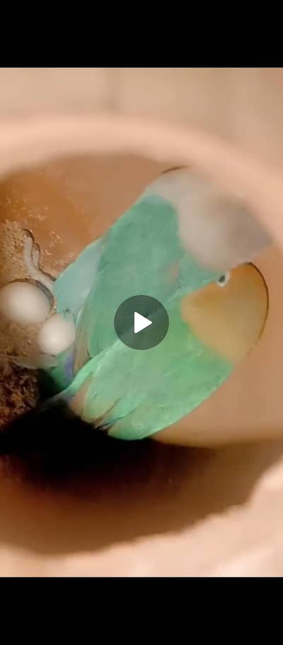 lovebirds breader pair with eggs healthy active