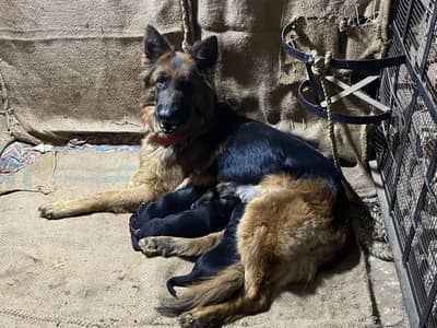 High quality gsd puppy 1 male 2 female
