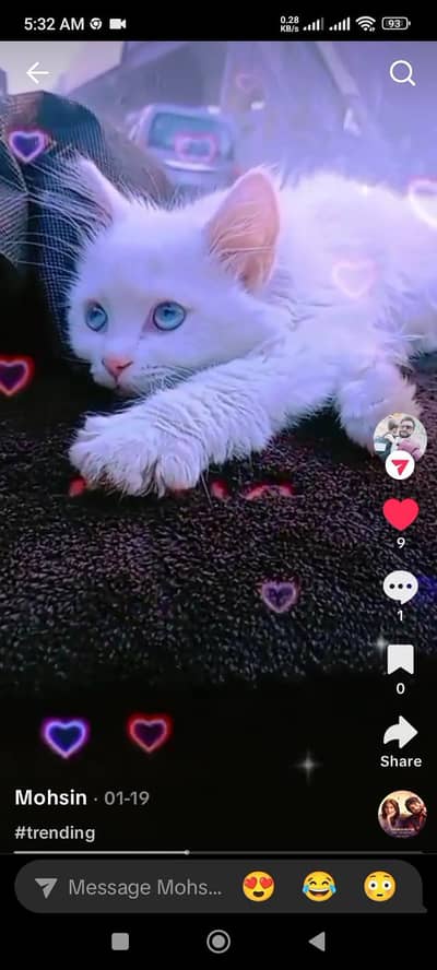 Persian cat female baby