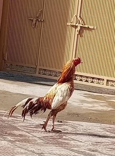 aseel murgha for sale