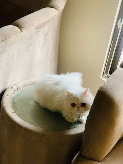 White Persian female kitten