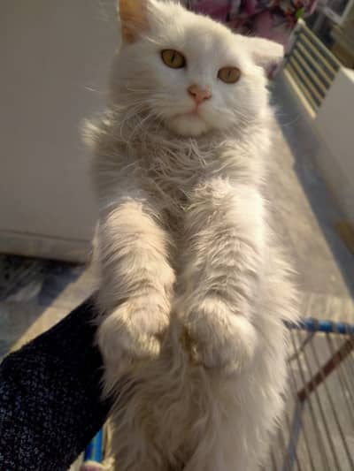 Beautiful Female Cat for sale