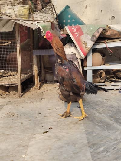 Healthy Young Murga For Sale  o3oo1oo1115  1