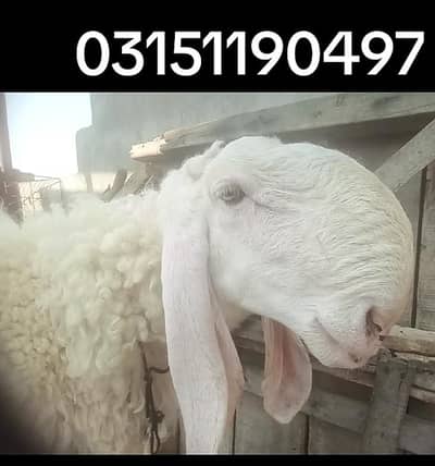 sargodha khajla duma qurbani 2026 call 03151190497