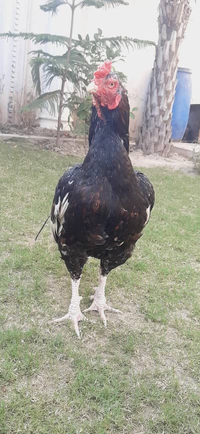 aseel laaaani. 03002212030 rabta karen