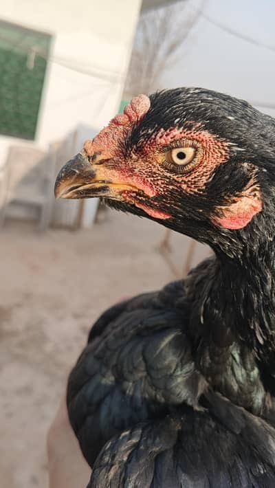 Aseel Lassani madi high quality for sale