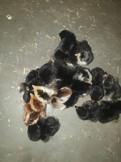 aseel chicks available or eggs available