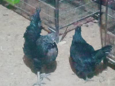 ayam cemani for sale