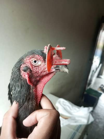 shamo setup for sale