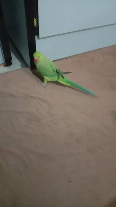 kuch kuch bolta ha ::0=3=1=6=27=80=1=54=