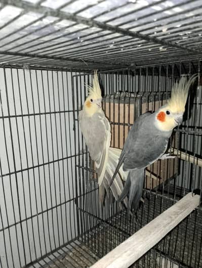 Cocktail breader Pair