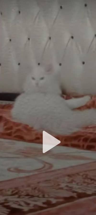 parsion white colour eyes blue