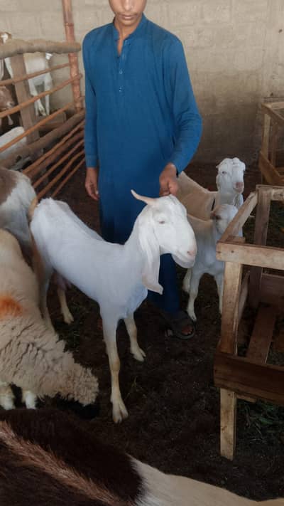 2 dant bakri hai abhi doodh daite hai