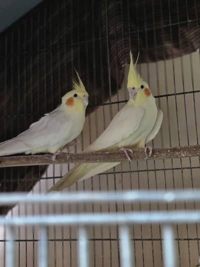 cream eno breeder pair