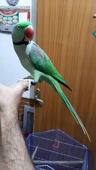 raw parrot male