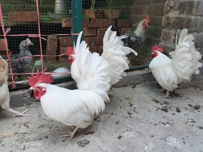 English Game healthy and active