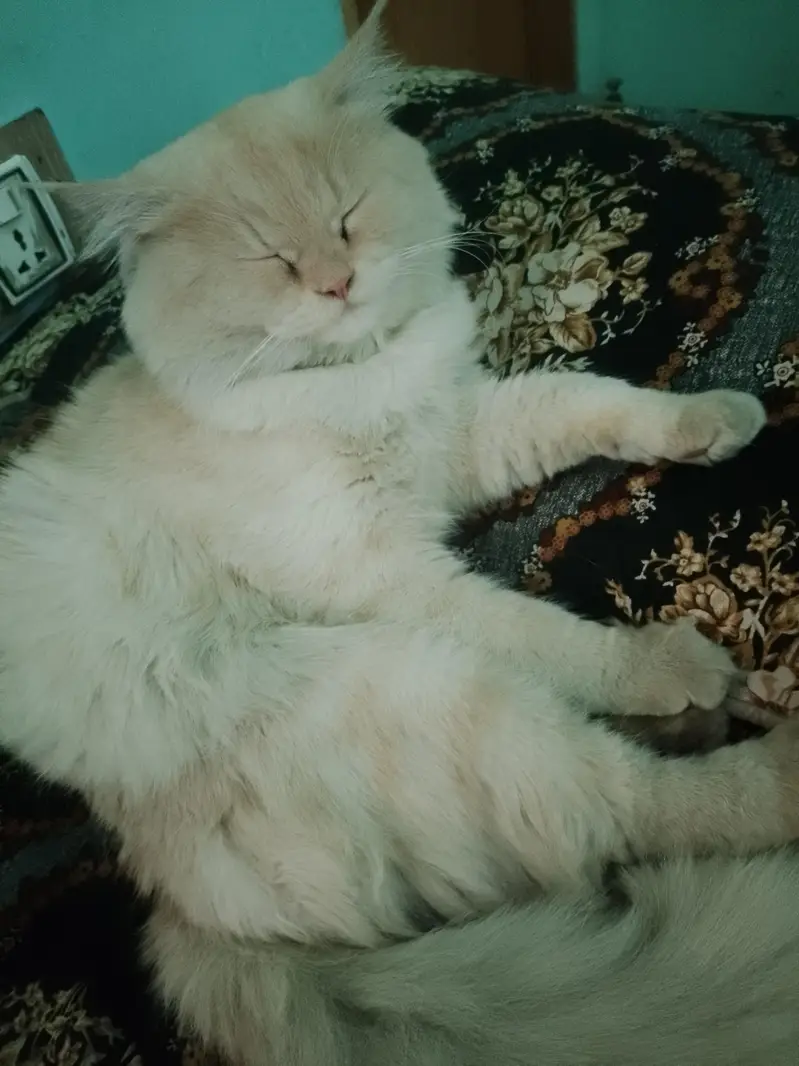Persian cat for sale
