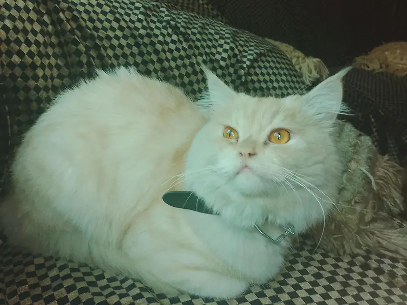 Persian cat for sale — photo 2