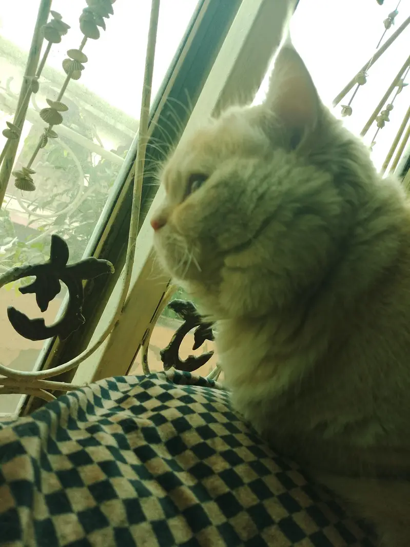 Persian cat for sale — photo 3
