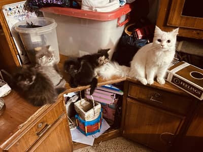 Cute nd Very playful, jumbo size kittens. Age 55 days