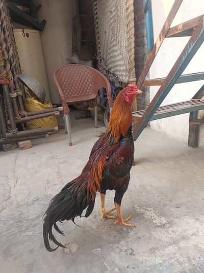 Aseel murga High quality