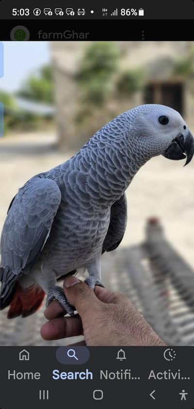 african gray