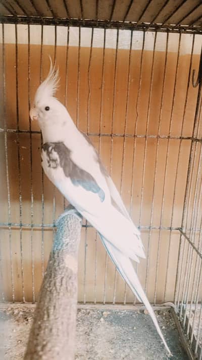 V pied under size male . . 0336.4306545.