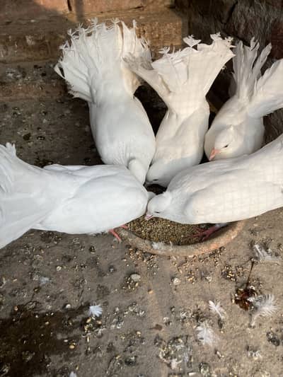 Lucky kaboter active ha sara total 3 ha aik pair or aik male ha