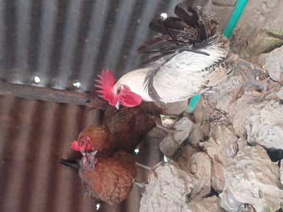 Beautiful, Active and healthy hens, price Females = 1500 Male = 3500