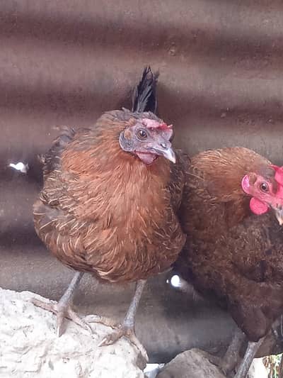 Beautiful, Active and healthy hens, price Females = 1300