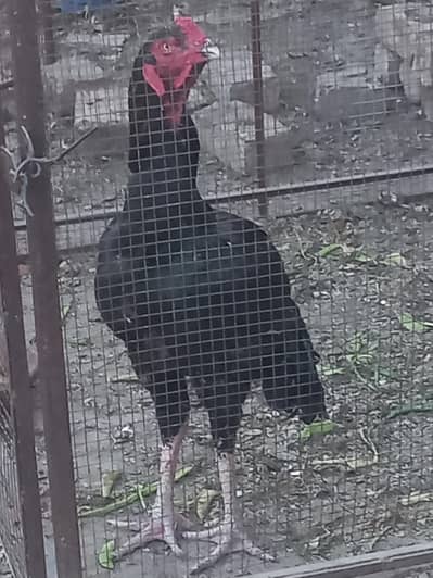 Good quality price final,no need to ask final