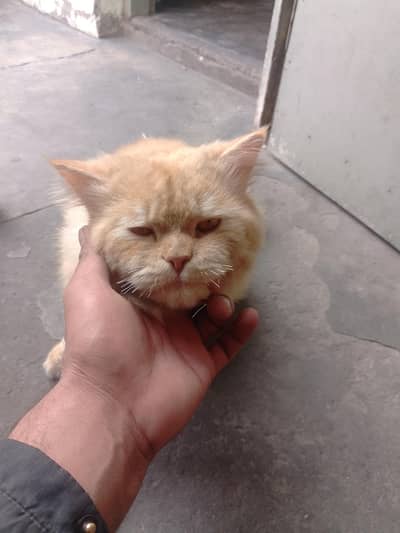 Persian cat for sale