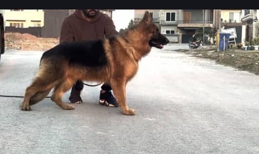 German shepherd