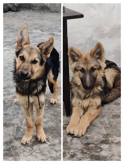 Pure Belgium shepherd Dog