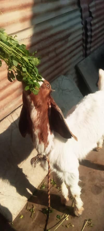 what's up number  03198145299