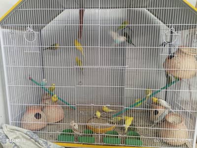 Australian birds / bajri totay pairs available.