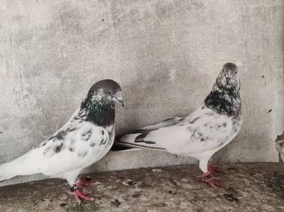 piplan waly quality pair for sale